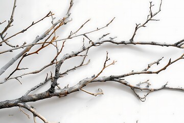 Intertwined winter branches, isolated on white background, their grey and brown hues contrasting sharply against the stark white backdrop