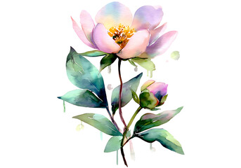 Fototapeta premium Watercolor peony flower painting blooming botanical art, On Transparent Background
