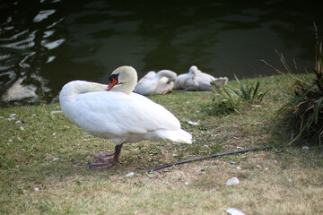 Custode silenzioso della riva..