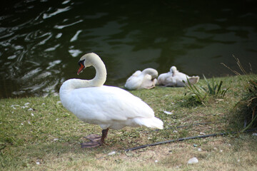 Custode silenzioso della riva