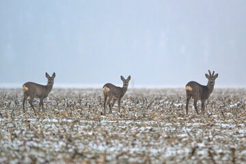 Herd of deer