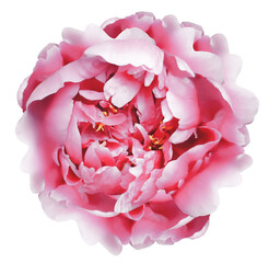 Pink peony flower  on  a white isolated background with clipping path. Closeup. For design. Nature. Transparent background.	