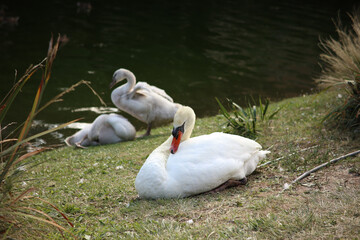 Custode silenzioso della riva..