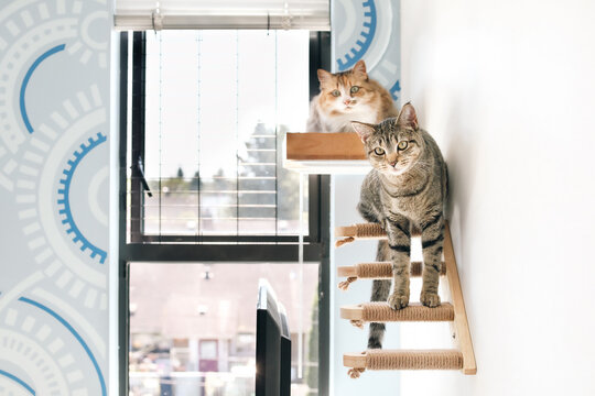 Two cats on cat shelf and stairs. Wall mounted cat perch with 2 cats lying and sitting on it. Cat furniture providing a safe space to hang out. Adult calico cat and tabby kitten. Selective focus. - Powered by Adobe