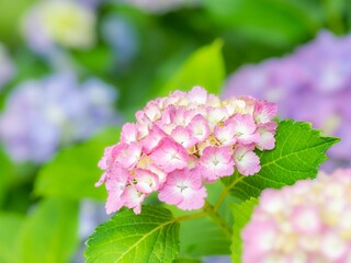 Fototapeta premium 梅雨から初夏の公園や花壇を彩るアジサイのある風景。木漏れ日の光でボケた景色。ぼんやりした花畑のイメージ