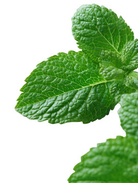 Papermint Leaves Detailed Texture sharp focus transparent Background