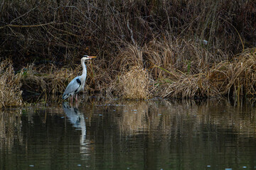 Grey Heron (Ardea cinerea) standing in shallow water with reclection in water in autumn