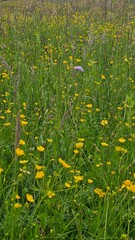 field of dandelions