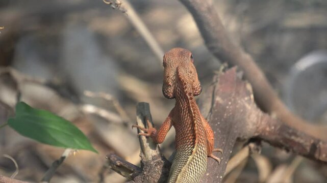The Oriental Garden Lizard is a colorful, agile reptile known for rapid color changes, territorial behavior, and insect-eating habits.