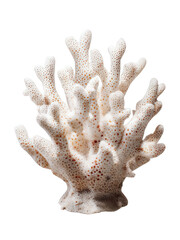 Obraz premium Realistic Finger Coral Close-Up Isolated on White Transparent Background