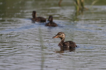 Habitat of wild duck on the Staritsa River near the village of Agro-Pustyn in the Ryazan region