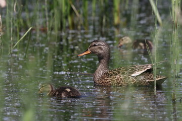 Habitat of wild duck on the Staritsa River near the village of Agro-Pustyn in the Ryazan region