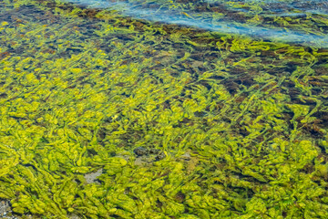 Green algae underwater in shallow coastal waters. Creating a natural underwater texture. Environmental theme like pollution or marine biology.