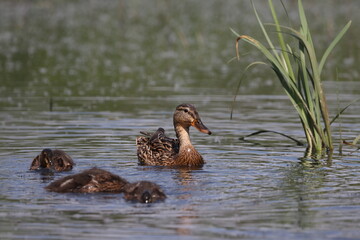 Habitat of wild duck on the Staritsa River near the village of Agro-Pustyn in the Ryazan region