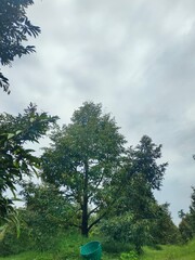 A peaceful morning sky with soft blue hues and gentle clouds above a green forest. Ideal for background use, graphic design, presentations, and travel content.