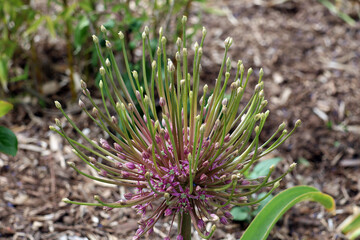 bouton de la fleur de l ail