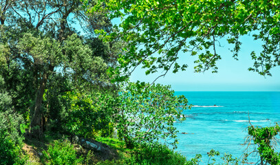 Lush wild forest overlooking turquoise sea. A scenic sea view framed by wild forest and dense forest foliage. The serenity of untouched nature and the harmony between forest and sea.