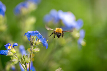 A bumblebee in mid-flight approaches vibrant blue wildflowers against a soft background.