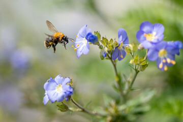 A bumblebee in mid-flight approaches vibrant blue wildflowers against a soft background.