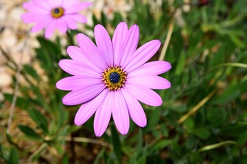 Cape Marguerite, also known as an African Daisy, or Osteospermum.