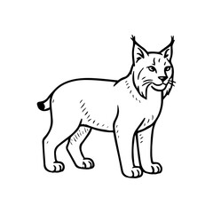 lynx vector realistic line icon on white background
Vector line icon animal, wildlife