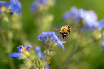 A bumblebee in mid-flight approaches vibrant blue wildflowers against a soft background.