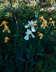 Bright flowers in summer garden, 
