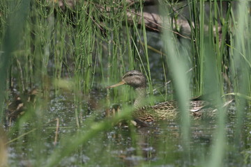 Habitat of wild duck on the Staritsa River near the village of Agro-Pustyn in the Ryazan region
