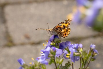 Close-up of a butterfly perched on a purple flower, capturing delicate wing patterns and vibrant colors in soft focus.