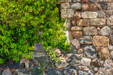 A rustic stone wall partially covered in thick green vines. Evoking themes of nature reclaiming architecture and the passage of time.