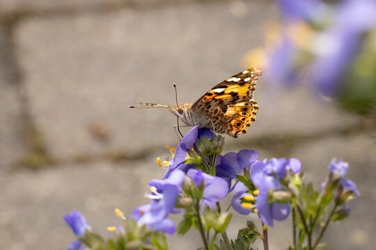 Close-up of a butterfly perched on a purple flower, capturing delicate wing patterns and vibrant colors in soft focus. - Powered by Adobe