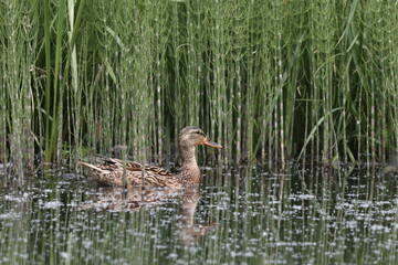 Habitat of wild duck on the Staritsa River near the village of Agro-Pustyn in the Ryazan region