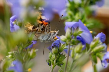 Close-up of a butterfly perched on a purple flower, capturing delicate wing patterns and vibrant...