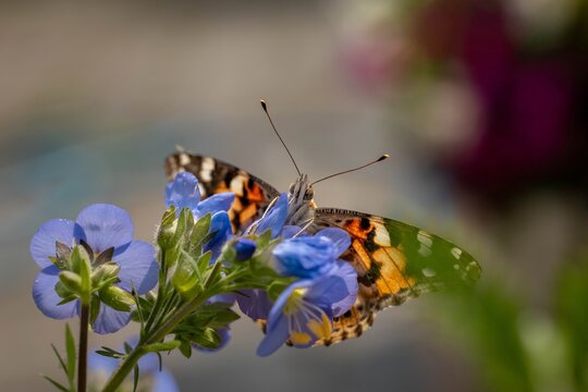 Close-up of a butterfly perched on a purple flower, capturing delicate wing patterns and vibrant colors in soft focus.