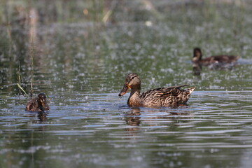 Habitat of wild duck on the Staritsa River near the village of Agro-Pustyn in the Ryazan region