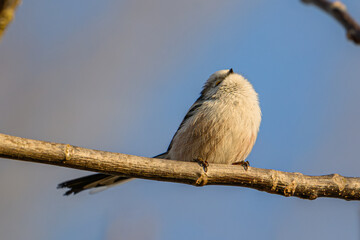 Long-tailed tit on a branch