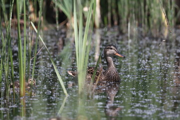 Habitat of wild duck on the Staritsa River near the village of Agro-Pustyn in the Ryazan region