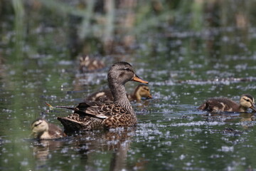 Habitat of wild duck on the Staritsa River near the village of Agro-Pustyn in the Ryazan region