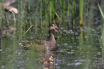 Habitat of wild duck on the Staritsa River near the village of Agro-Pustyn in the Ryazan region