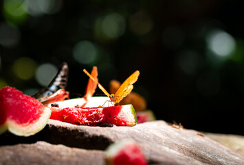 Cirrochroa tyche rotundata Butler. Close up view and low light of The Common Yeoman butterfly is sucking nectar and nutrients from watermelon pieces.