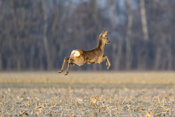 Roe deer jumping across a winter field with all four feet off the ground © Michal Plevko