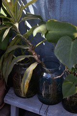 green plant in a pot in summer garden