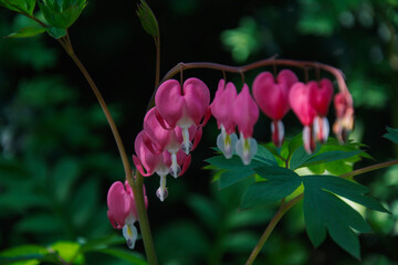 Summer time flowers and plants in the park