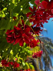Closeup of deep red flowers blossoming in clusters on a tree