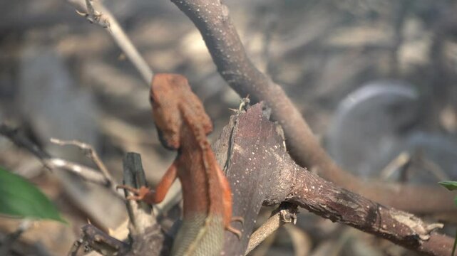 The Oriental Garden Lizard is a colorful, agile reptile known for rapid color changes, territorial behavior, and insect-eating habits.