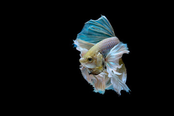 Fototapeta premium potrait of dancing halfmoon bettafish