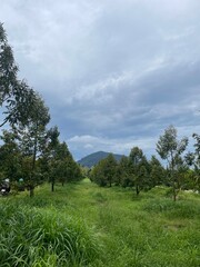 A peaceful morning sky with soft blue hues and gentle clouds above a green forest. Ideal for background use, graphic design, presentations, and travel content.