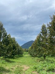 A peaceful morning sky with soft blue hues and gentle clouds above a green forest. Ideal for background use, graphic design, presentations, and travel content.