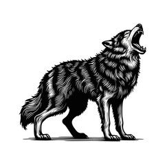 Fototapeta premium Wolf Howling engrave vector illustration black white