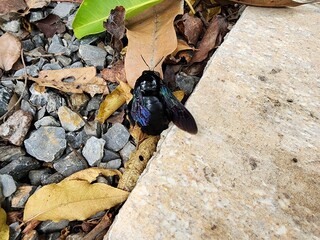 Xylocopa latipes, or Carpenter Bee, is a carpenter bee that builds nests by drilling into wood and is commonly kept for pollination of flowers.